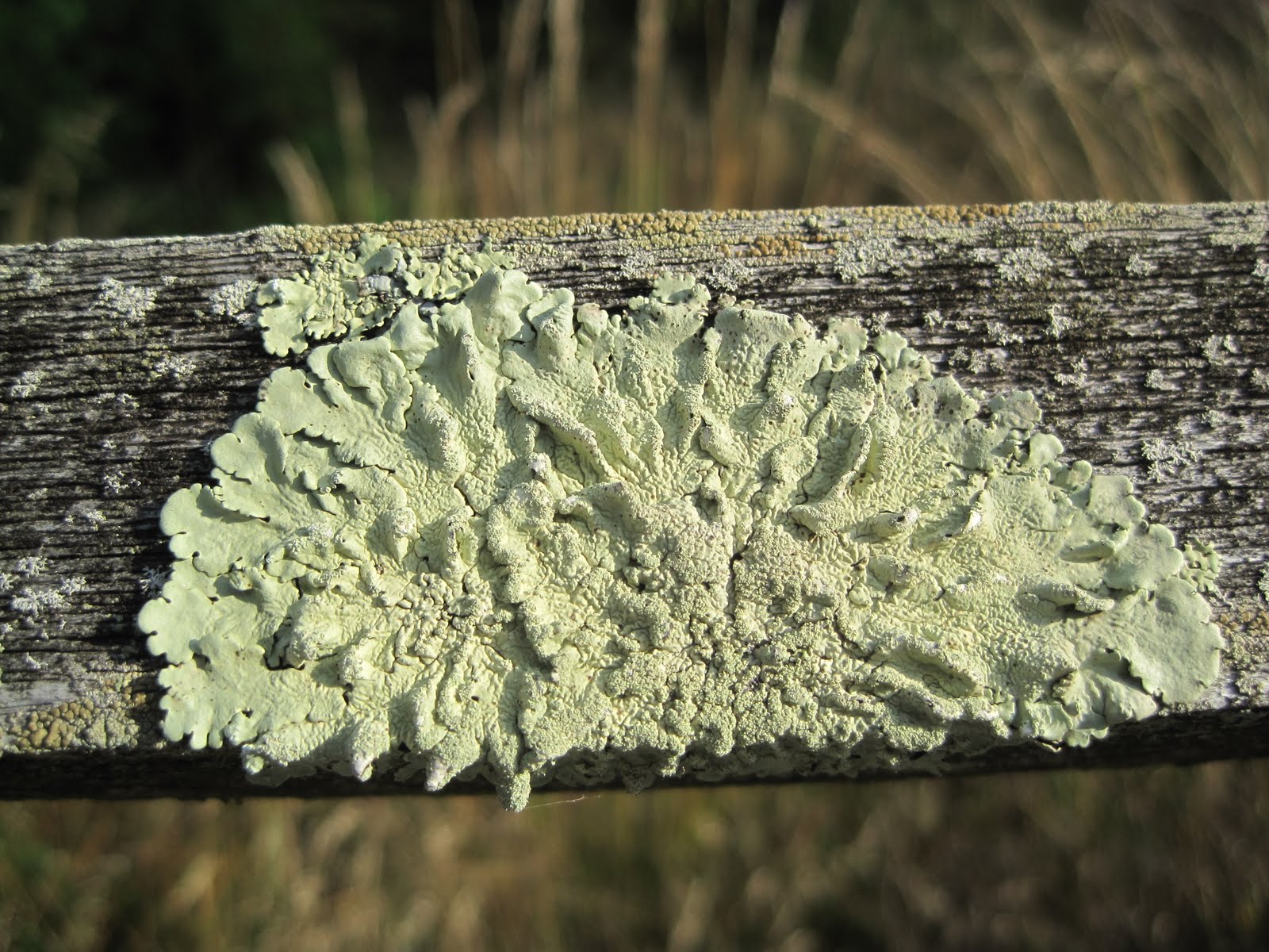 Canlılık hakkında ne bilebiliriz? – S.C.net